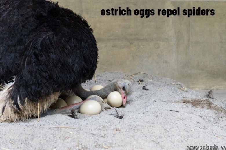 ostrich eggs repel spiders