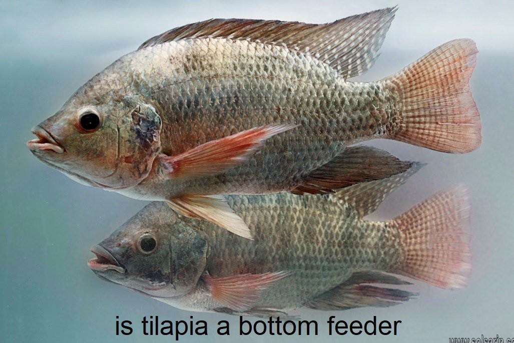 is tilapia a bottom feeder