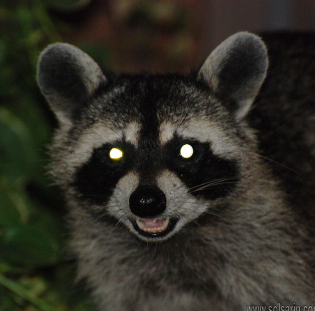 are raccoons nocturnal