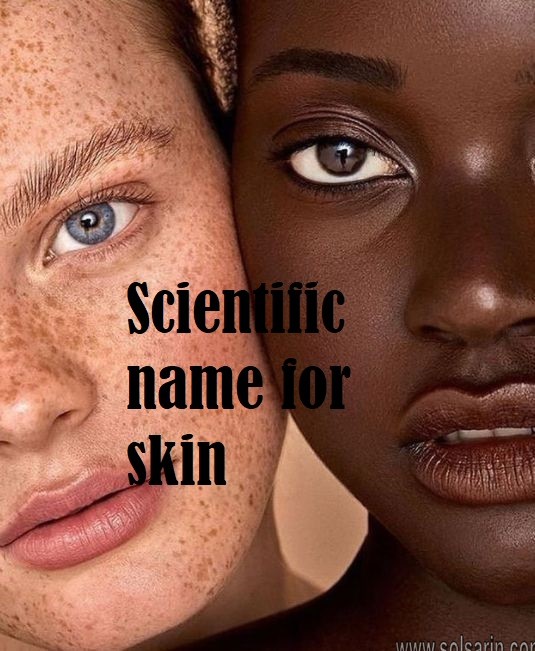 Scientific name for skin