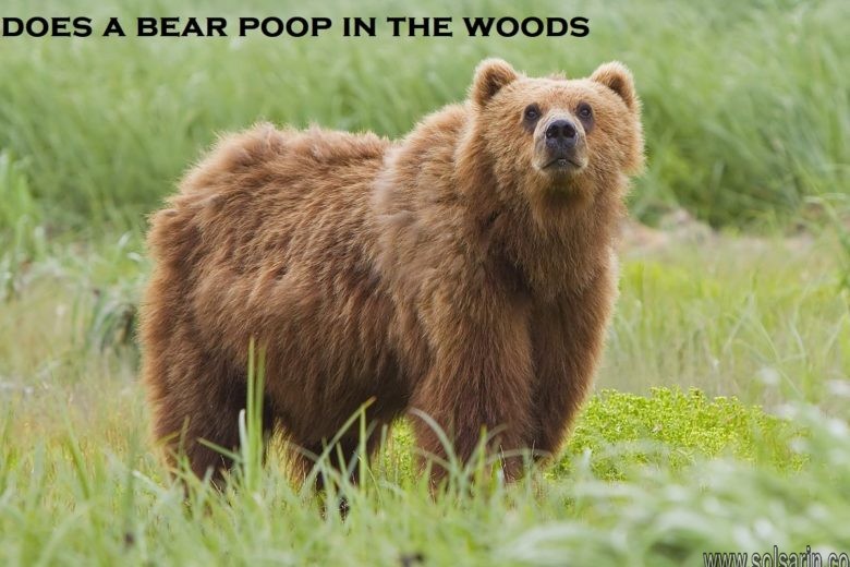 does a bear poop in the woods