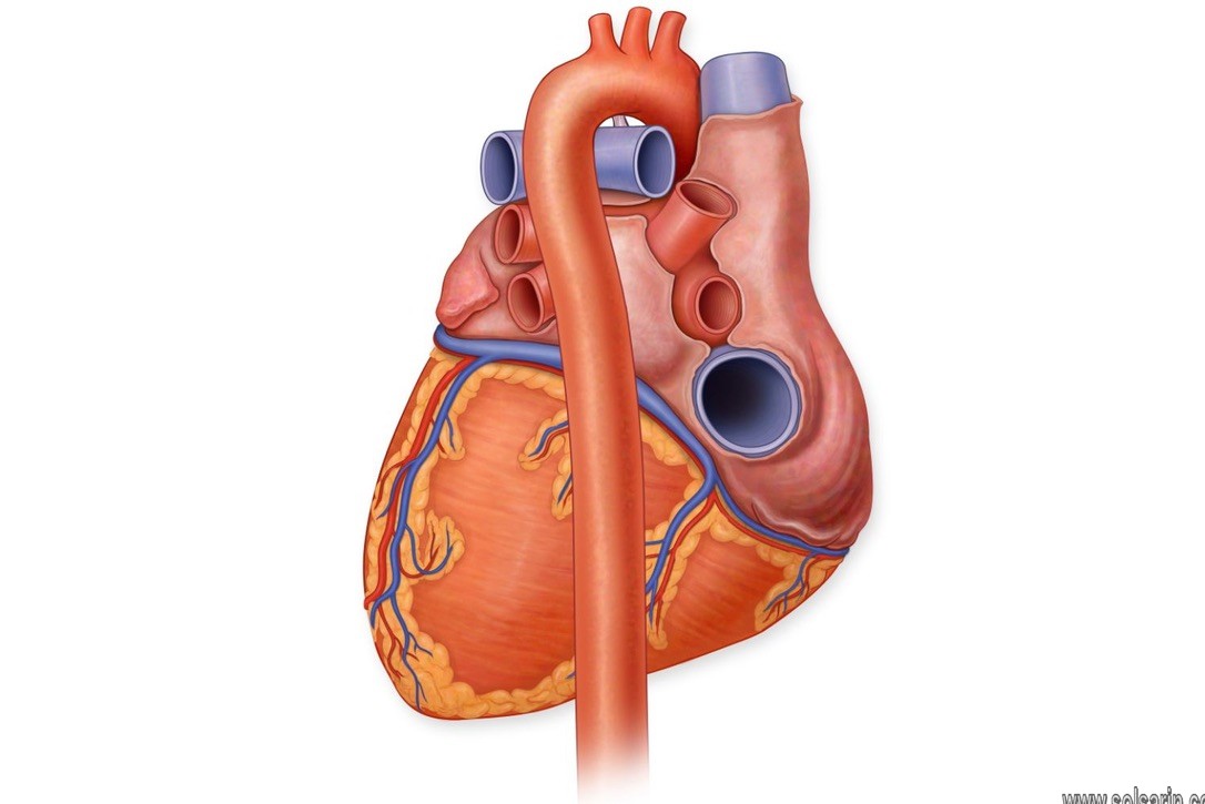 function of the aorta