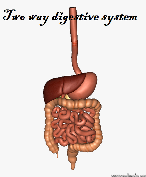 Two way digestive system