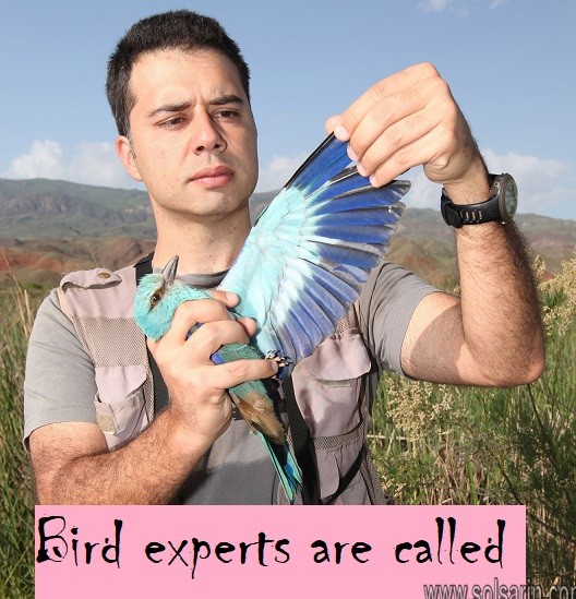 Bird experts are called