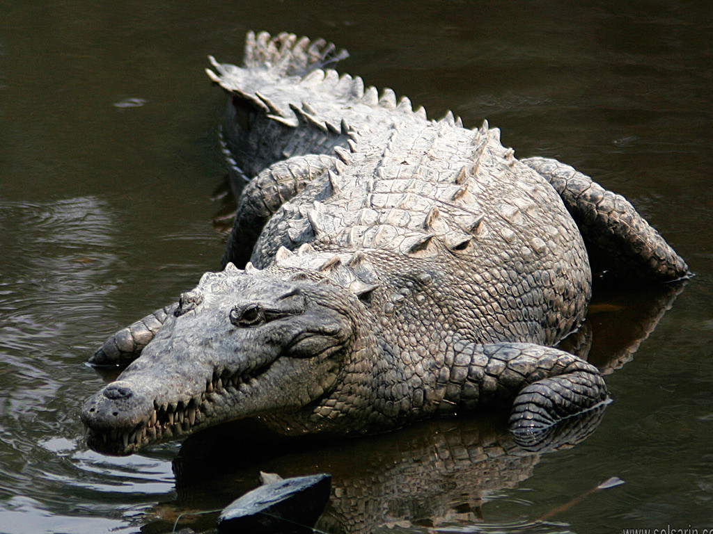 crocodiles in the us