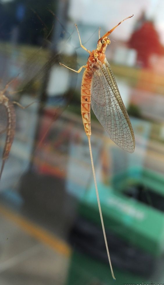 What do common mayfly eat