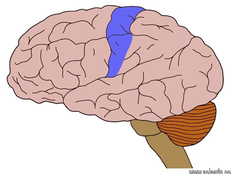 primary somatosensory cortex