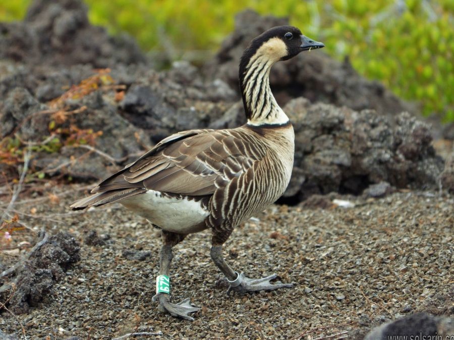 what is hawaii's state bird