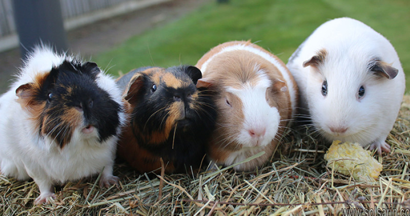 do guinea pigs need vaccinations