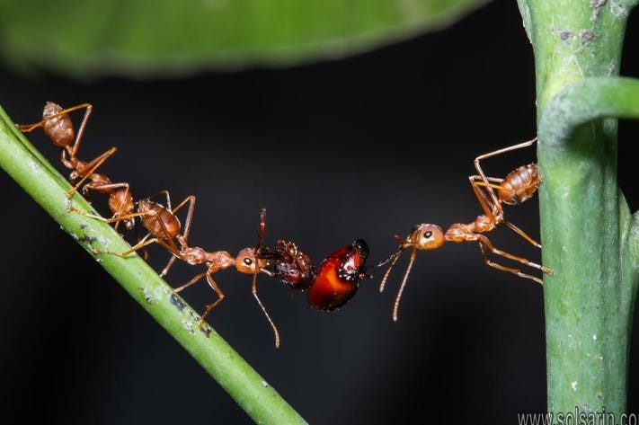 how long do ants live without water