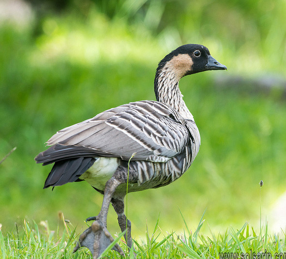 what is hawaii's state bird