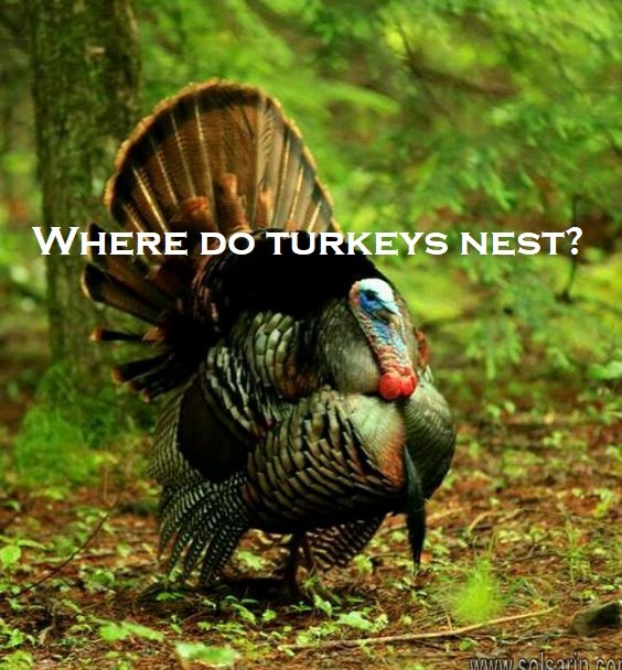 Where do turkeys nest?