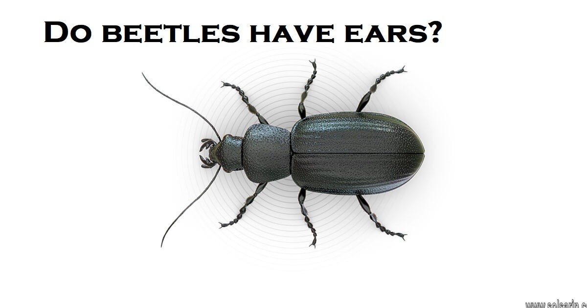 Do beetles have ears?