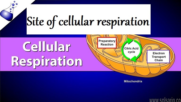 Site of cellular respiration