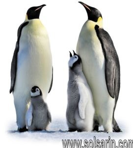 emperor penguin father