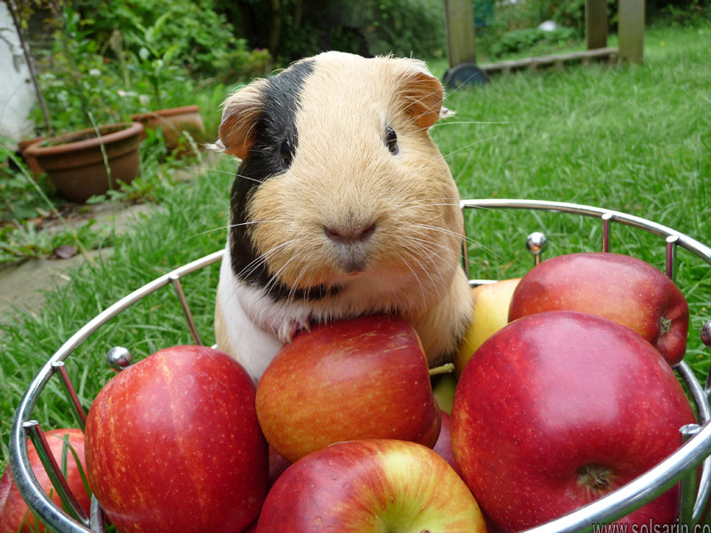 do guinea pigs need vaccinations