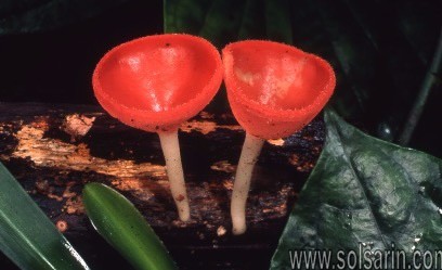 decomposers in the tropical rainforest