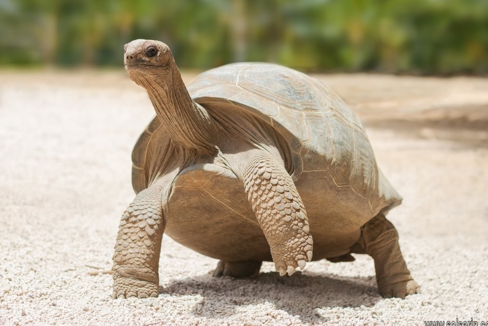 how long do tortoises live