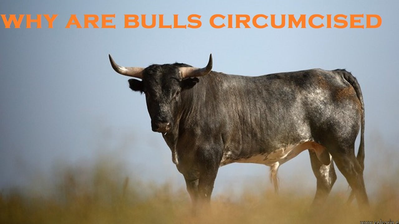 why are bulls circumcised