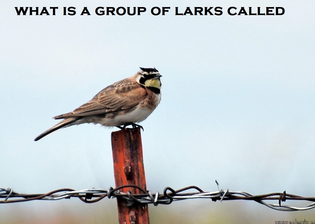what is a group of larks called