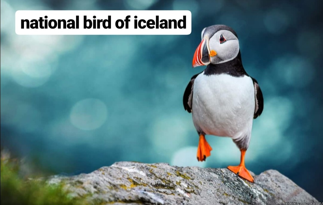 national bird of iceland