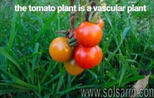 the tomato plant is a vascular plant