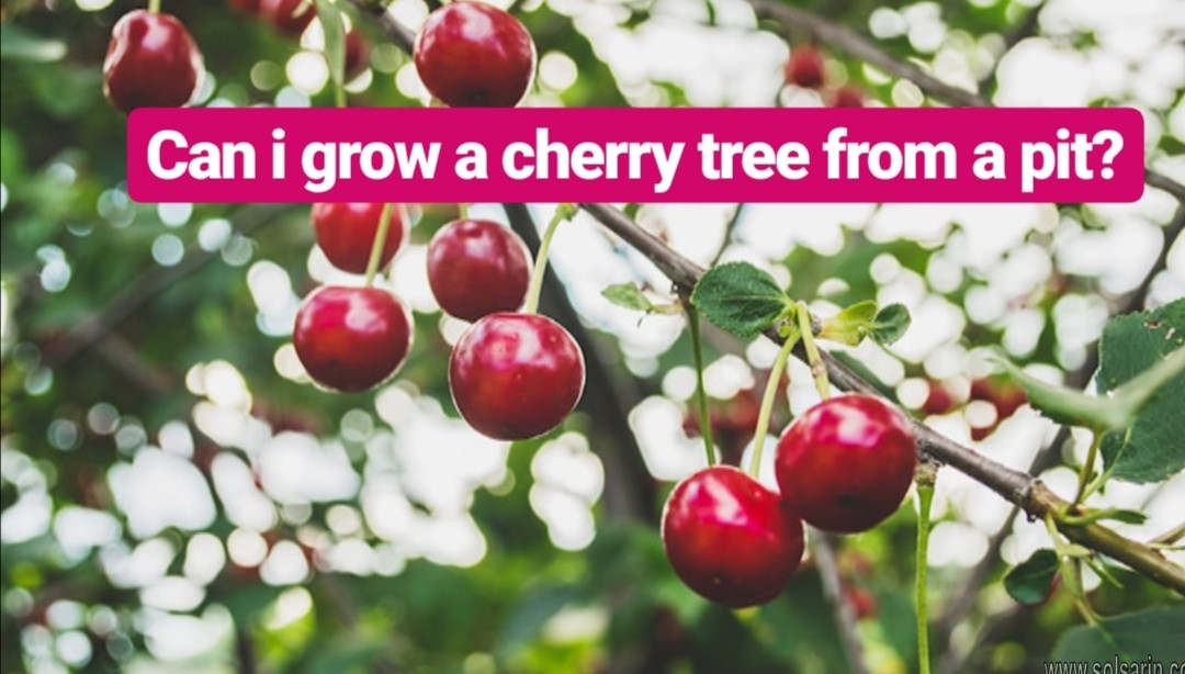 can i grow a cherry tree from a pit