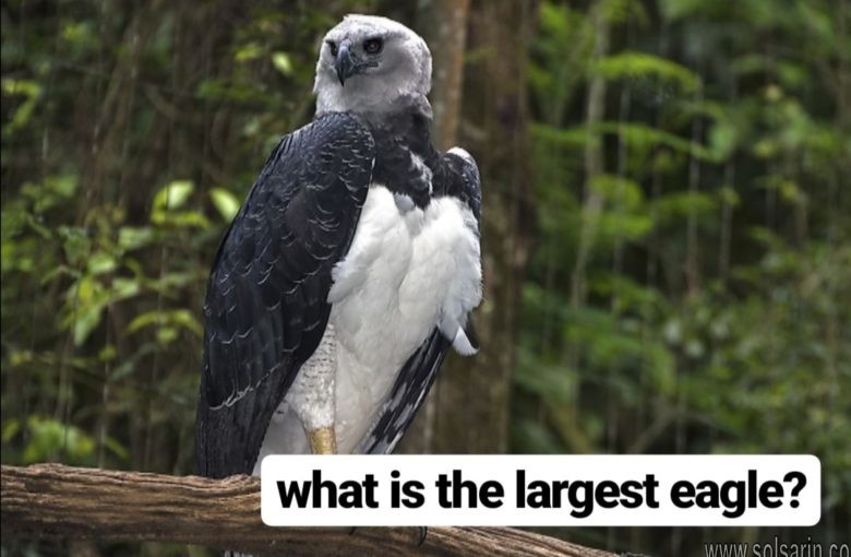 what is the largest eagle