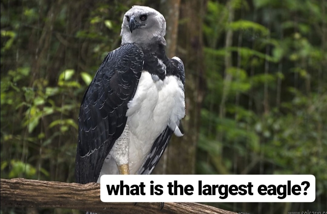 what is the largest eagle