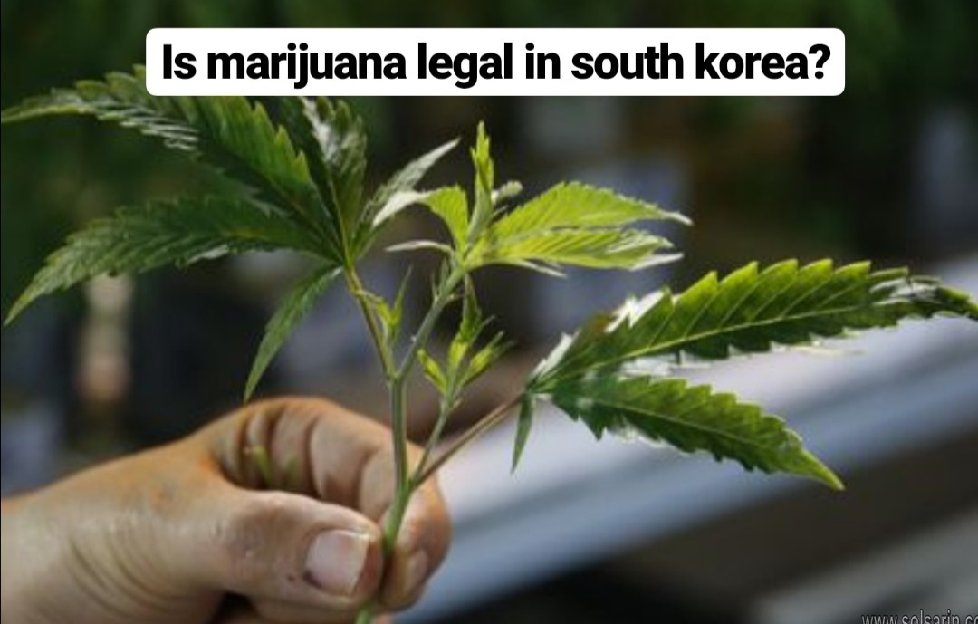 is marijuana legal in south korea