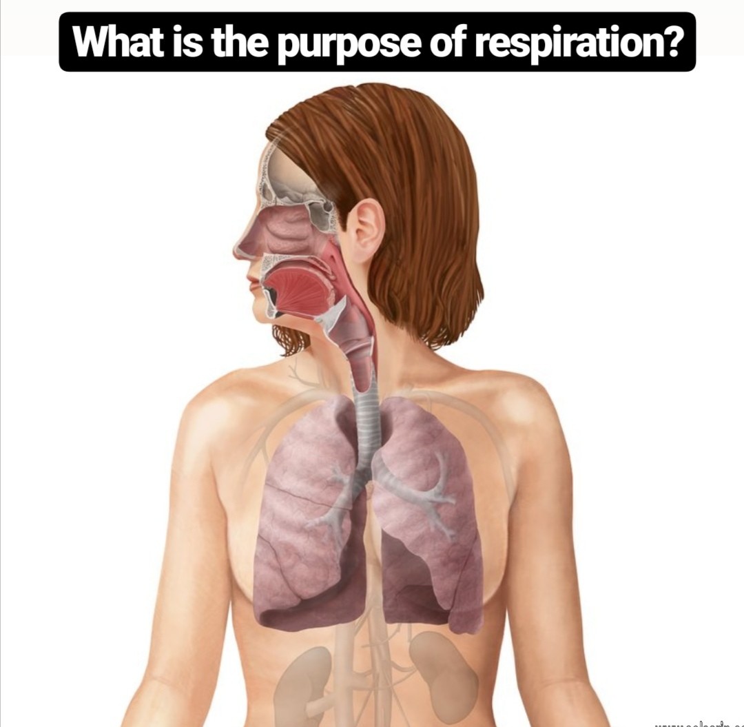 what is the purpose of respiration