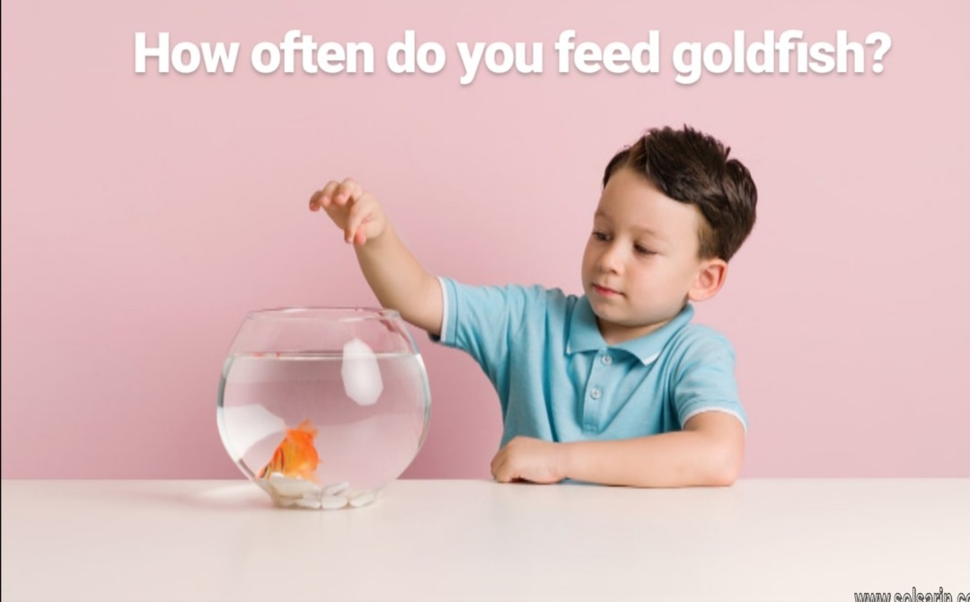 how often do you feed goldfish?