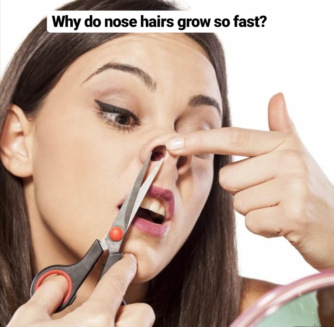 Why do nose hairs grow so fast?