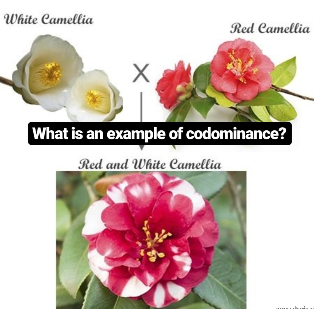 what is an example of codominance