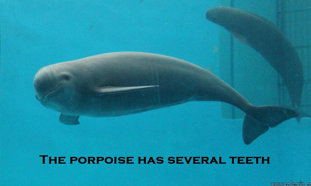 The porpoise has several teeth