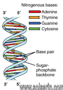 the basic components of dna are