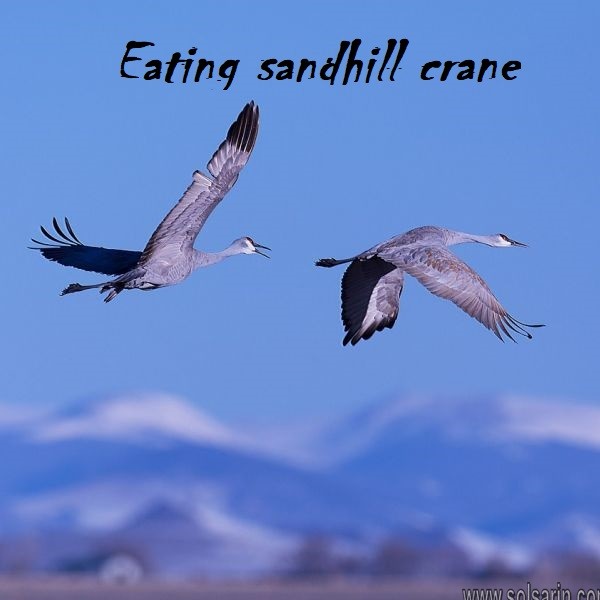 Eating sandhill crane