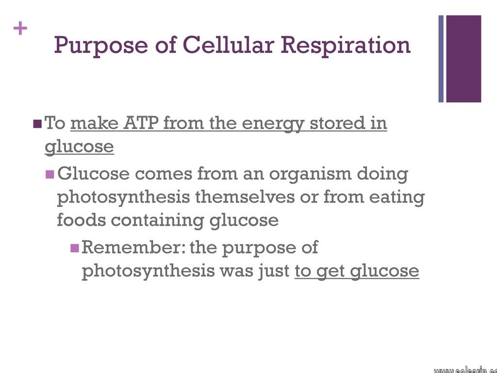 what is the purpose of respiration