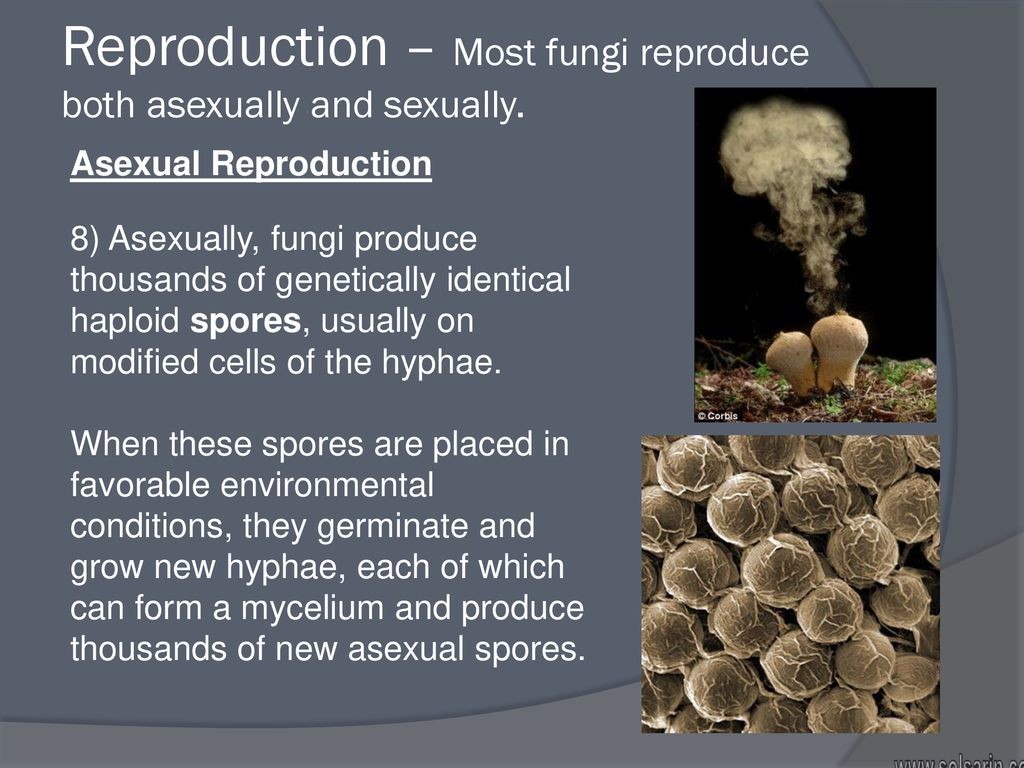 how do fungi obtain nutrients