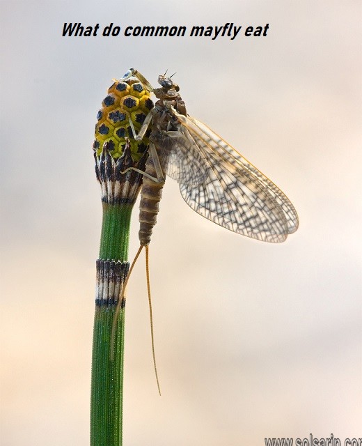 What do common mayfly eat