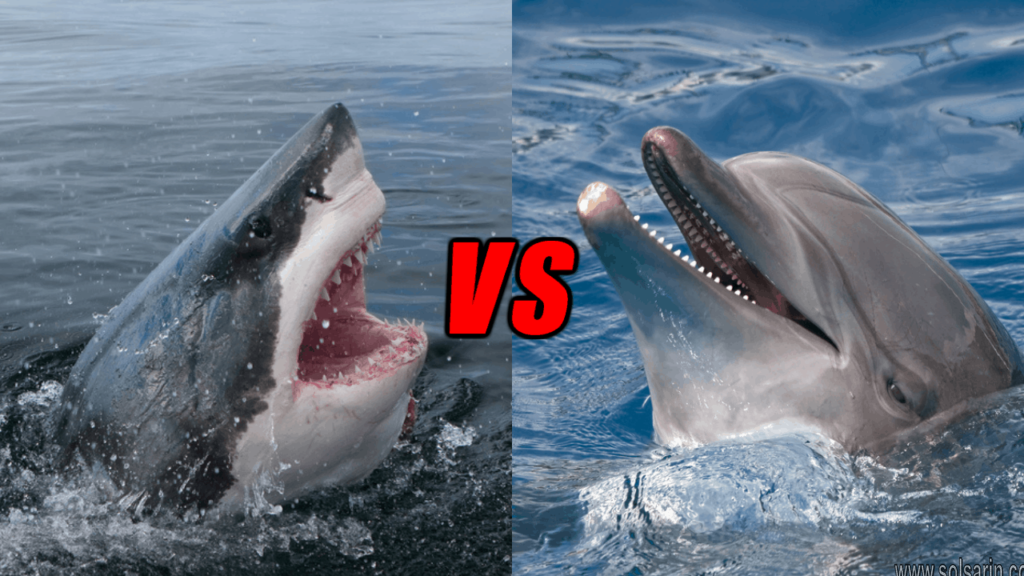 Why are sharks afraid of dolphins