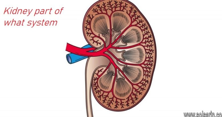 Kidney part of what system