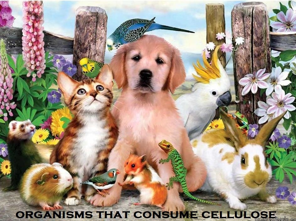 organisms that consume cellulose