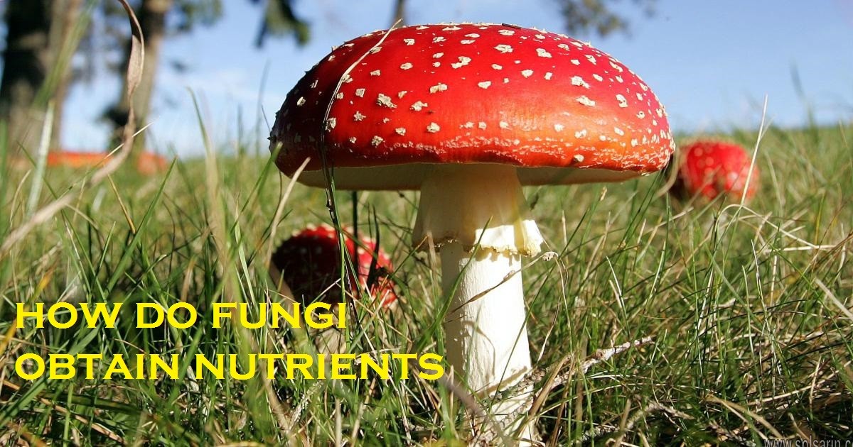 how do fungi obtain nutrients