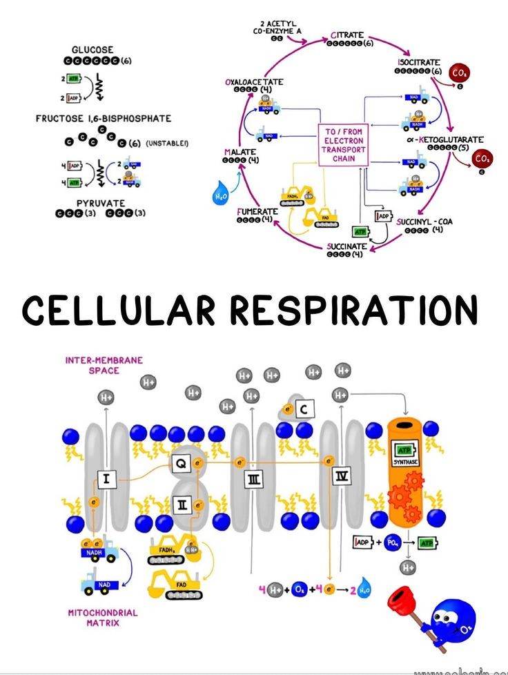 Site of cellular respiration