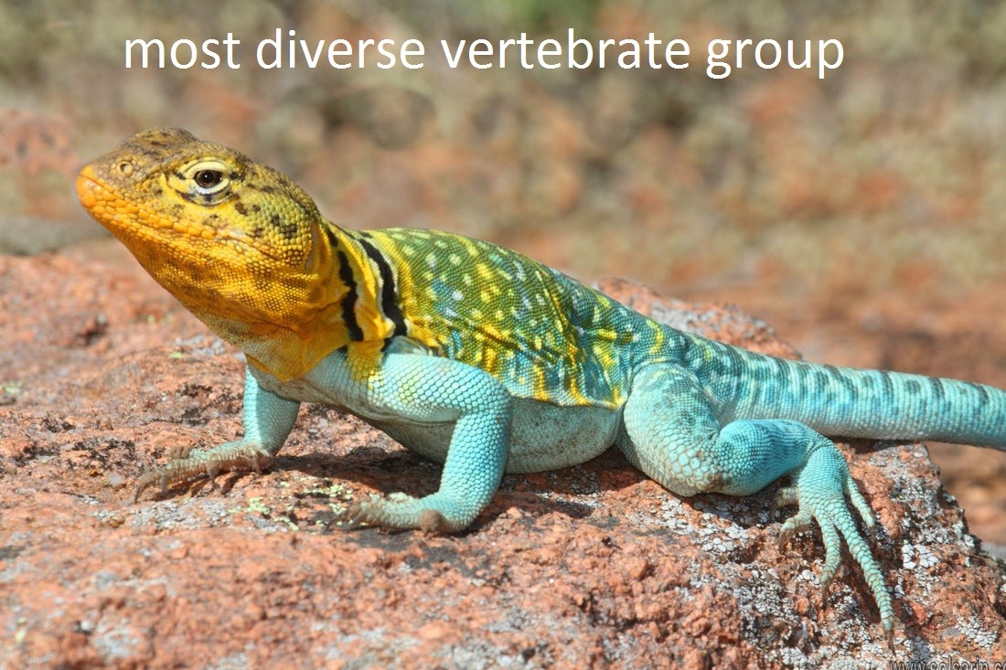 most diverse vertebrate group