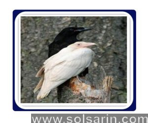 white crow symbolism