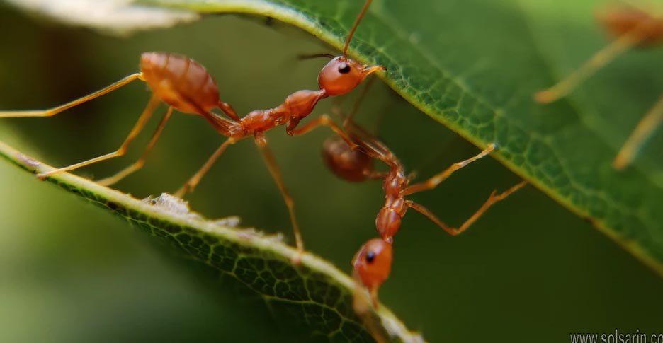 how long do ants live without water