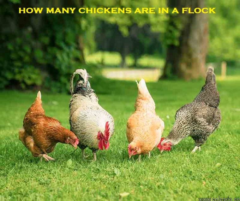 how many chickens are in a flock