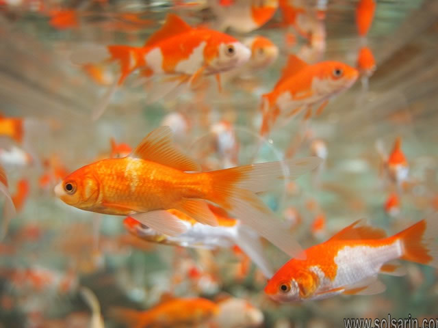 how often do you feed goldfish?